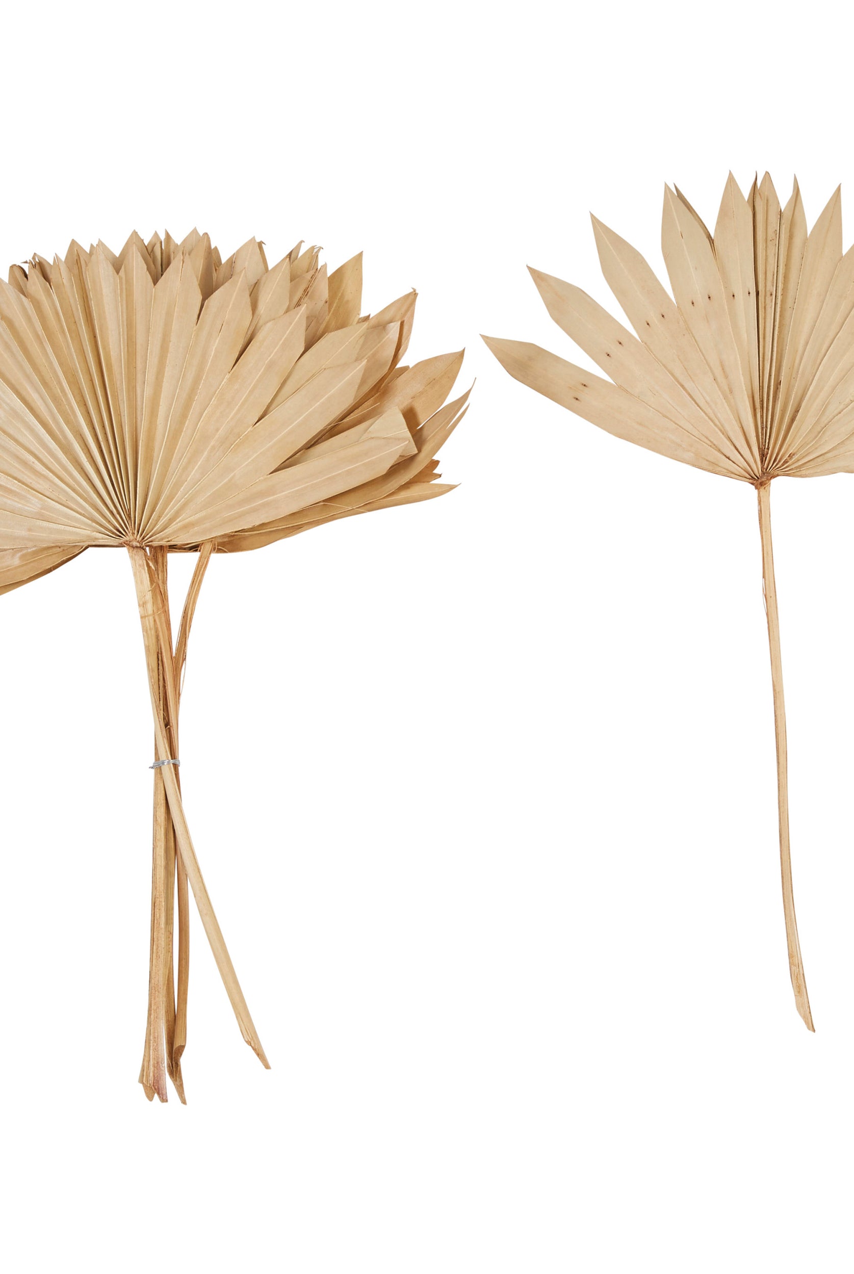 Dried Natural Palm Bunch, Spear Cut