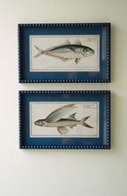 Load image into Gallery viewer, Navy Bubble Framed Fish Print
