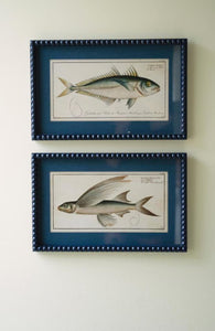 Navy Bubble Framed Fish Print